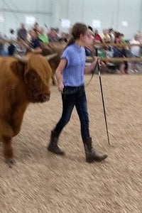 Reserve Champion Steer at York County Fair