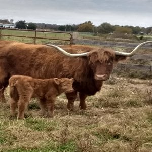 Mama Sally and calf Sam