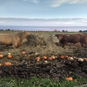 Double LL Elliott and Shat Acres McGreagor